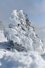 Scenic view of snow covering Blue Atlas Cedar trees in Chelia Mountain in Algeria