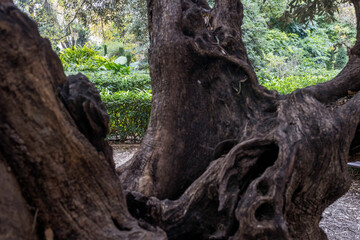 Tronco de árbol antigua