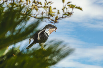 Condor sculpture in a garden with greenery and a blue sky