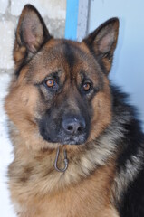 German Shepherd dog looking away in winter