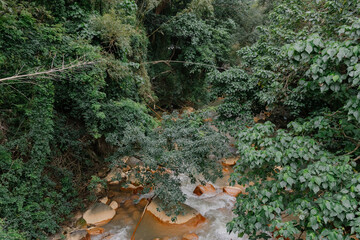 tree, river and rock