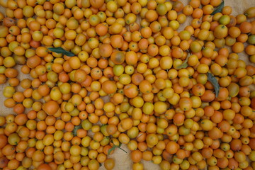 kumquats in Guizhou