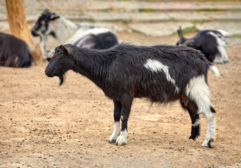  hornless black goat with white spots