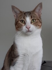 Portrait of a domestic cat with golden eyes and white fur