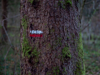 Fototapeta premium White and Red Hiking Trail Marker on Tree in Forest