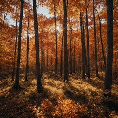 Obraz premium A bright, sunny autumn day in a forest filled with trees in shades of orange and red.