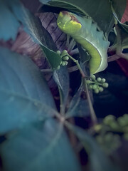 Caterpillars picture with leaf 