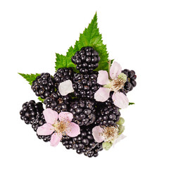 Blackberries with leaf and blossom isolated on white