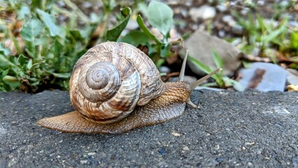 A large snail slowly crawls across a city sidewalk, creating an intriguing contrast between nature and urban life. The detailed shell and slimy trail are captured in vivid focus, highlighting the snai
