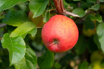Ripe red apples growing on the tree, healthy fruits on platation, harvest in summer or autumn,...