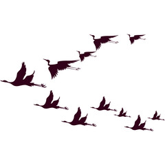 Flock of Birds Flying