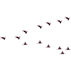 Obraz premium Flock of Birds Flying