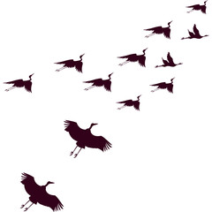 Flock of Birds Flying