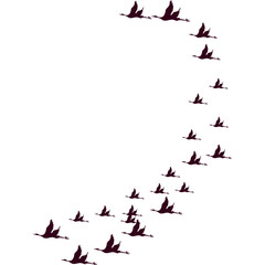 Flock of Birds Flying