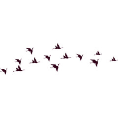 Flock of Birds Flying