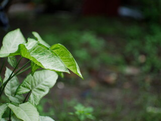 close-up of love-shaped green plants with blurred background