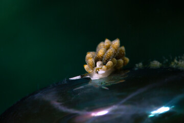 Ercolania sp. - small sacoglossan sea slug, shell-less marine opisthobranch gastropod mollusk. Photo was taken in the island Romblon, Philippines	