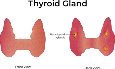 Thyroid Gland Design Vector Illustration