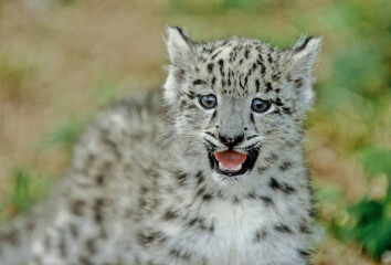 Snow leopard