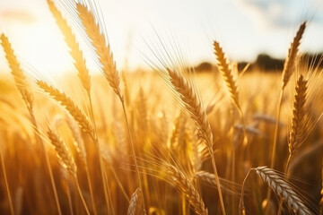 Golden Hour Glow Over Wheat Field
