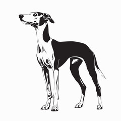 Obraz premium Greyhound Race Dog image. Greyhound vector illustration on a white background