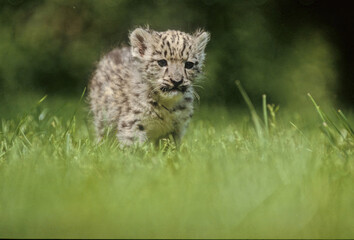 Snow leopard