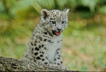 Naklejka premium Snow leopard