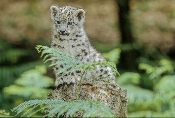 Snow leopard