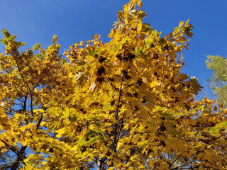 Yellow maple tree in autumn season with blue sky background
