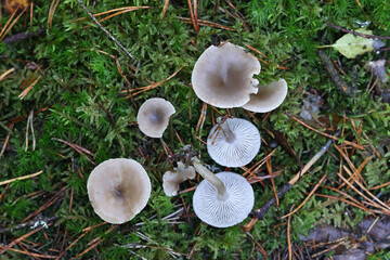 Clitocybe vibecina, commonly known as mealy funnel, wild mushroom from Finland