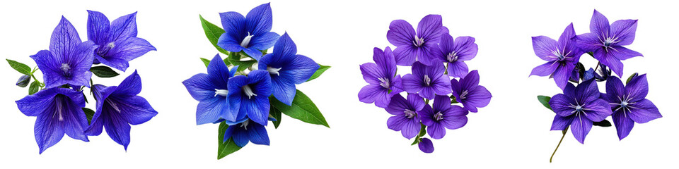 Vibrant Blue and Purple Flowers with Green Leaves on White Background