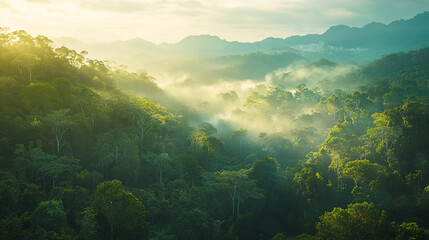 Lush green forest landscape at dawn revealing misty mountains in the background