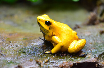 Amazing Close Up of a Golden Frog