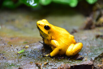 Side Profile of a Golden Yellow Frog