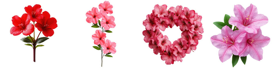 Colorful Collection of Azalea Flowers in Various Arrangements