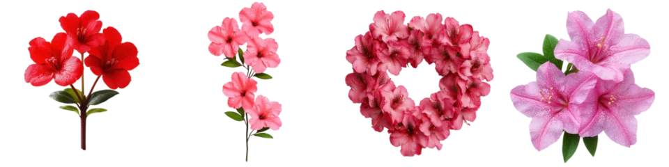 Fototapeten Azalee Colorful Collection of Azalea Flowers in Various Arrangements  © Vee