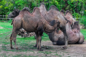 Bactrian camels on the lawn. Latin name - Camelus bactrianus	