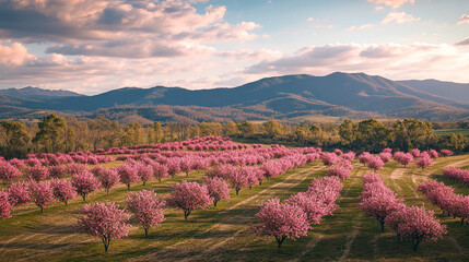 Vibrant cherry blossom orchard in full bloom during a picturesque afternoon