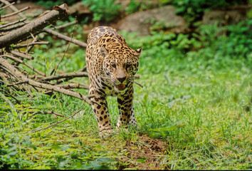 Jaguar