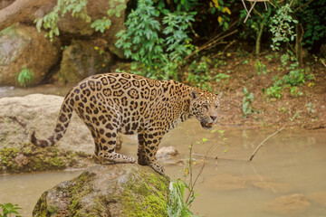 Jaguar