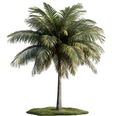 Fototapeta premium coconut palm tree isolated on transparent background palm tree png