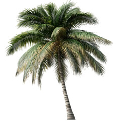 Tropical coconut palm tree isolated on transparent background coconut palm tree png
