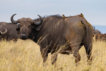 Fototapeta premium Cape buffalo with Red-billed oxpecker (Buphagus erythrorhynchus) on his back in endless plains of Serengeti Area in Tanzania, East Africa