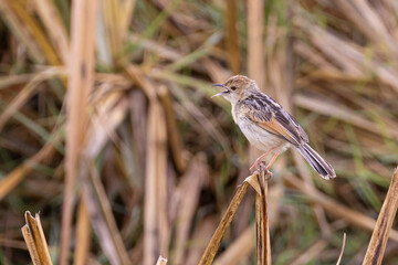 Zitting Cisticola or Streaked fantail warbler (Cisticola juncidis) in Ngorongoro Conservation Area in Tanzania, East Africa