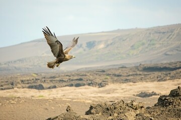 Naklejka premium Galapagos Hawk in Flight