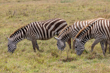 Group of zebra in Ngorongoro Conservation Area in Tanzania, East Africa