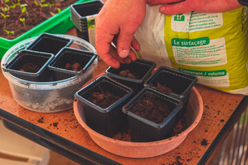 A close-up of male hands planting seeds and tending to sprouts while gardening