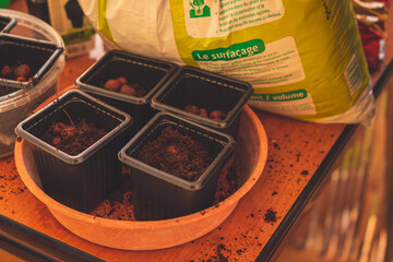 A close up of soil in small containers for planting sprouts while gardening