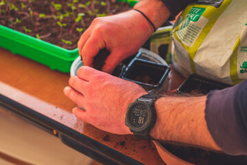 A close-up of male hands planting seeds and tending to sprouts while gardening