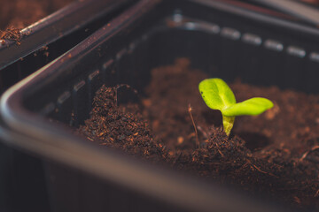 A close up of sprouts in a small container with soil planted while gardening